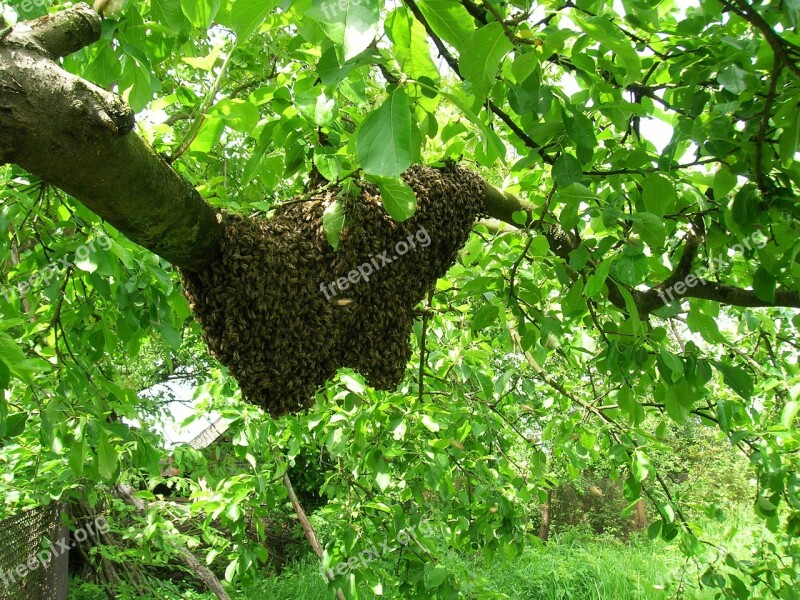 Bees Swarm Apiary Free Photos