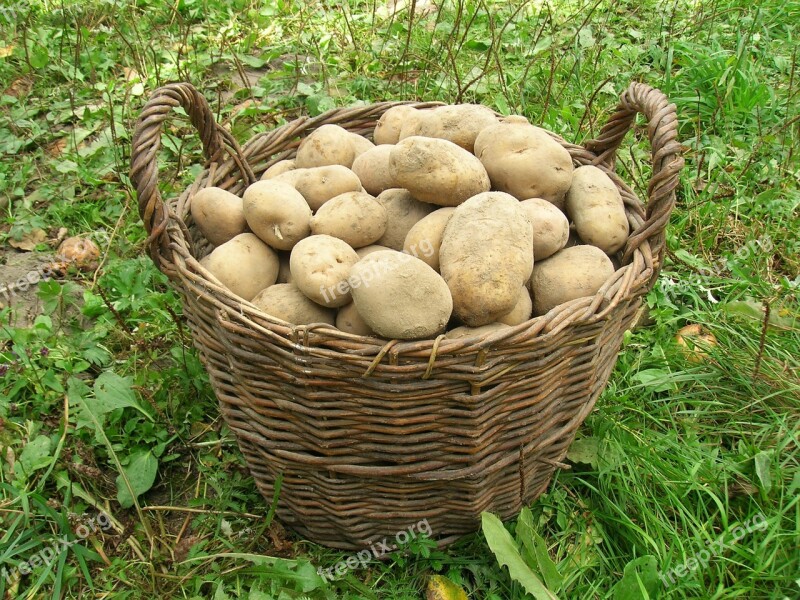 Potatoes Basket Harvest Free Photos