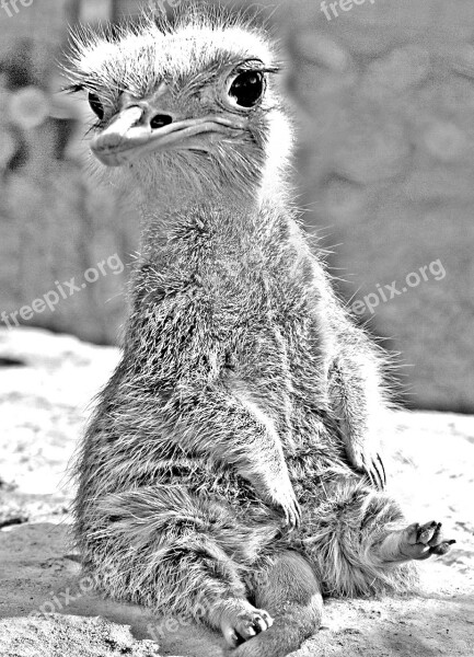 Wolperdinger Animal Photomontage Meerkat Emu