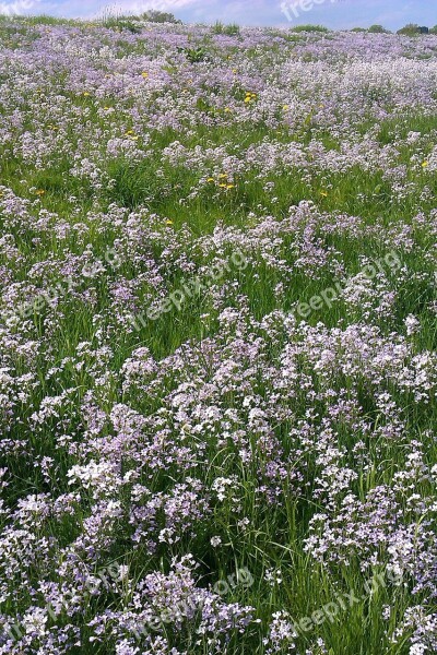 Flowers Meadow Nature Flower Meadow Free Photos