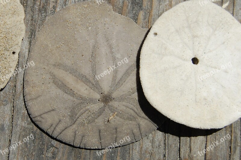 Sanddollar Ocean Shell Urchin Delicate