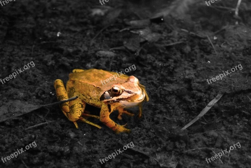 Toad Camouflage Animals Mare Free Photos