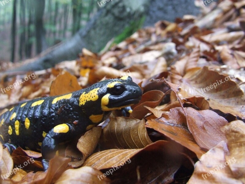 Salamander Animal Moisture Autumn Avar