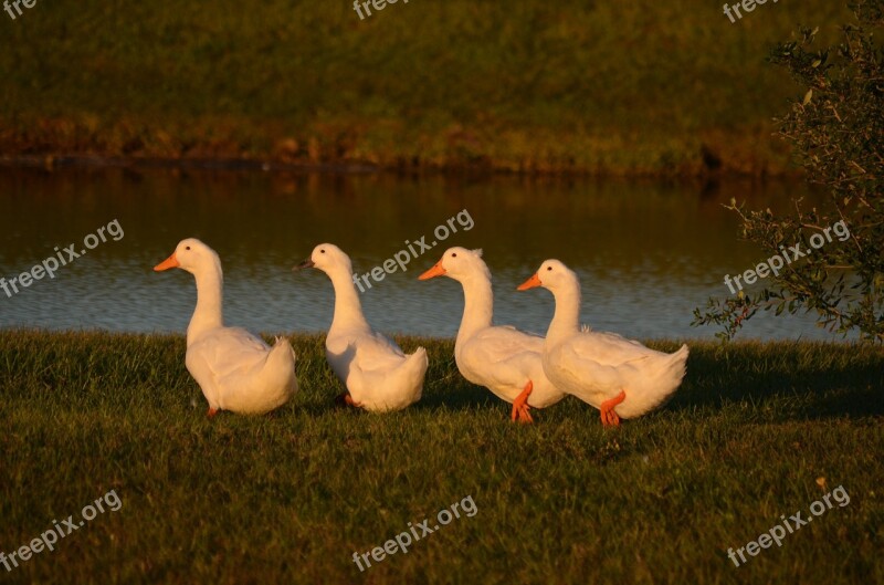 Ducks Waterfowl Row Fowl Wildlife