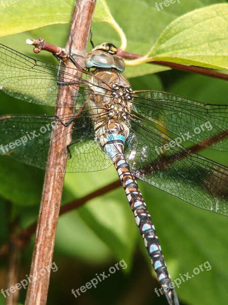 Insect Dragonfly Close Up Blue Eyes