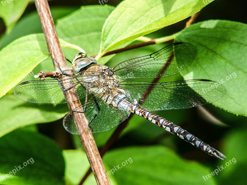 Dragonfly Insect Close Up Shiny Flight Insect