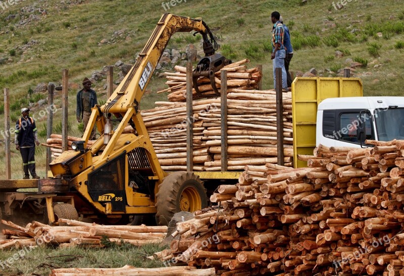 Job Work Logging Timber Wood