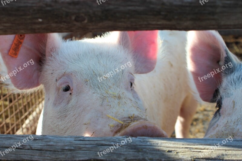 Pig Hog Animal Farm Pork