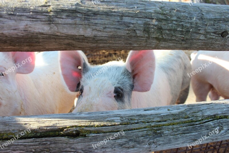 Pig Hog Pork Farm Animal