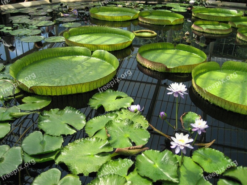 Lily Pad Pond Kew Gardens Botanic Botanical