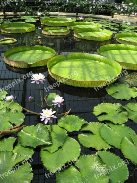 Pond Lily Pad Kew Gardens Botanic Botanical