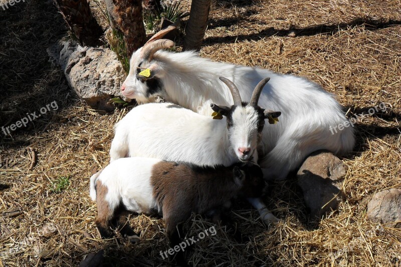 Goats Animals Nature Flora Animal