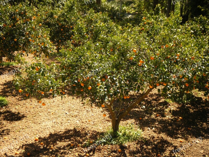 Mandarin Field The Cultivation Of Sad Trees