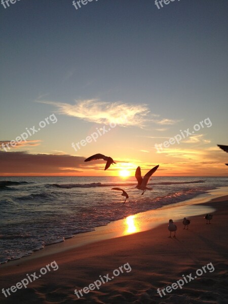 Seagulls Sunset Beach Sea Sky