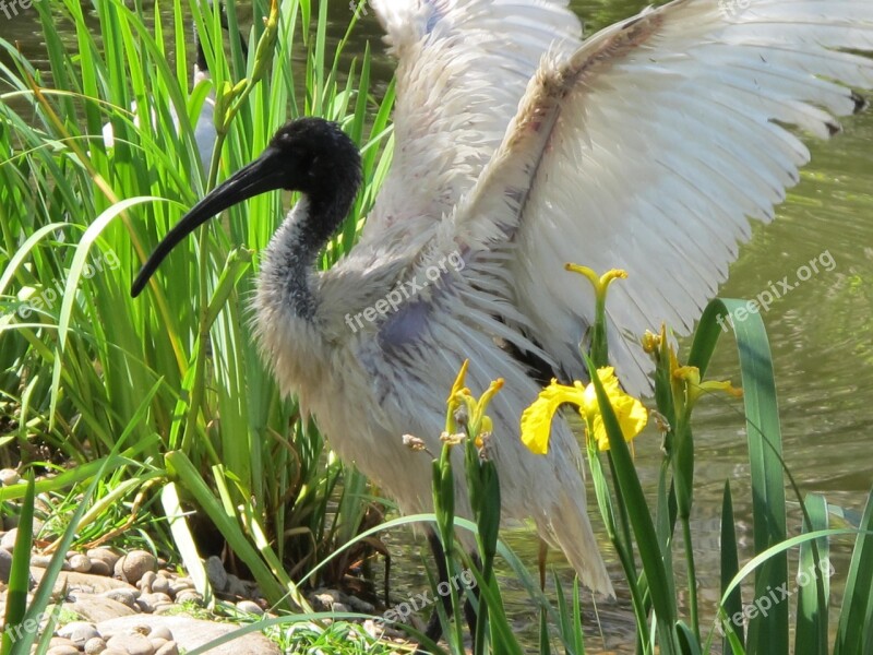 Ibis Bird Wing Bill Pond