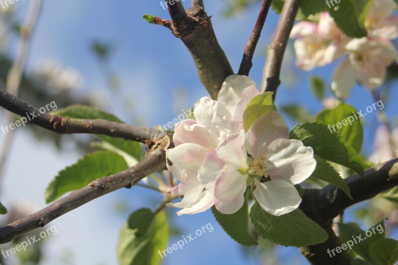 Apple Tree Apple Blossom Tree Flower Branch