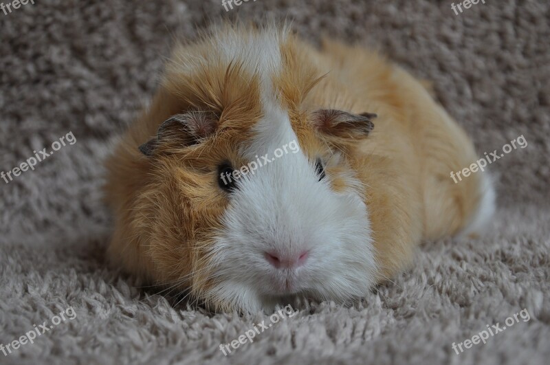 Guinea Pig Rodent Animal Rosette Sweet