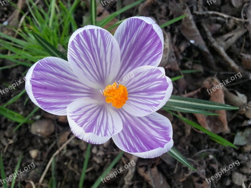 Crocus Flower Printemp Free Photos