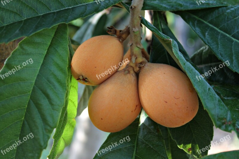 Medlar Fruit Food Sweet Mediterranean