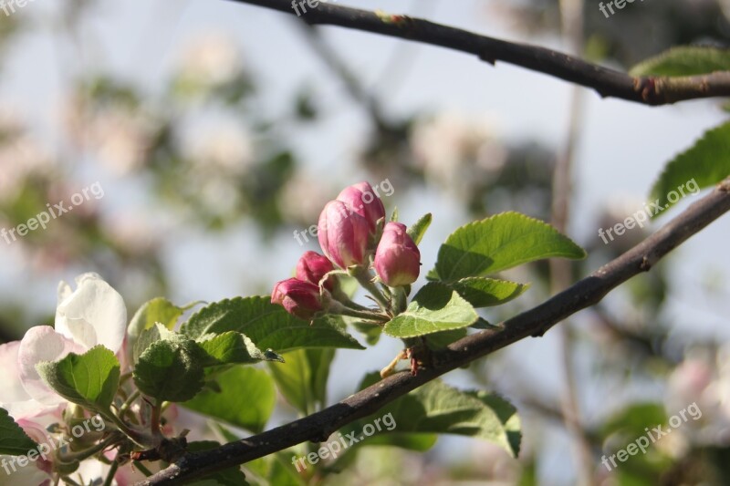 Buds Flowers Tree Leaf Summer