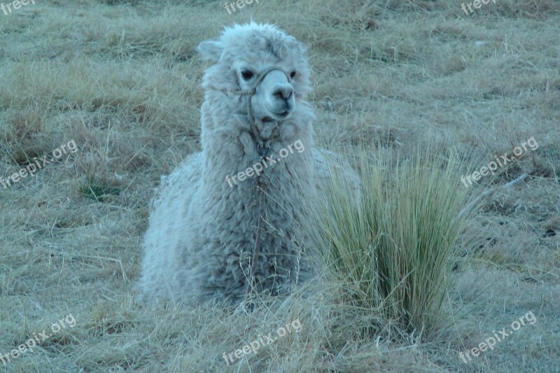 Alpaca Andean Camelid Camelid Peru Free Photos