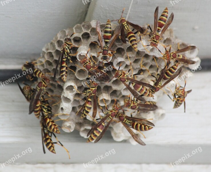 Wasp Insect Bug Sting Striped