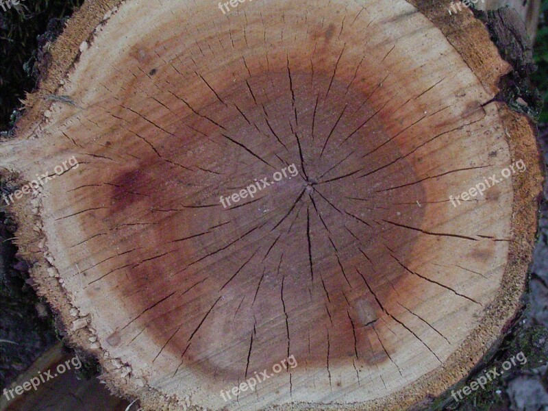 Wood Annual Rings Tree Pattern Tribe