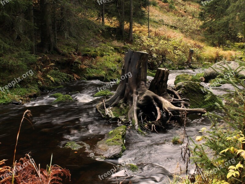 Strain Water Stump Free Photos