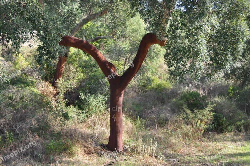 Tree Cork Bark Layer Cork Oak