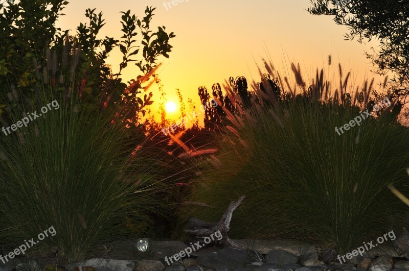 Sunset Grasses Evening Sky Landscape