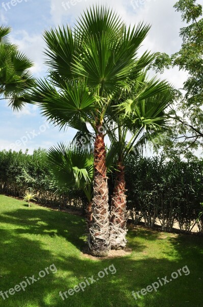 Palm Tree Plant Palm Tree Shade Tree