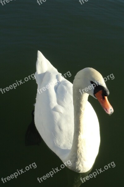 Swan White Lake Water Bird Nature