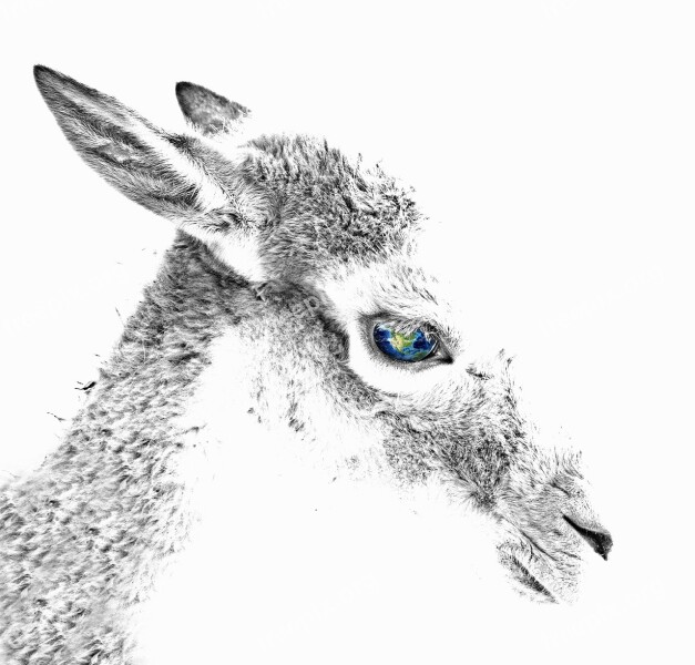 Roe Deer Animal Eye Composition Digital Art