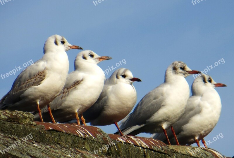 Seagulls Birds Animals Free Photos