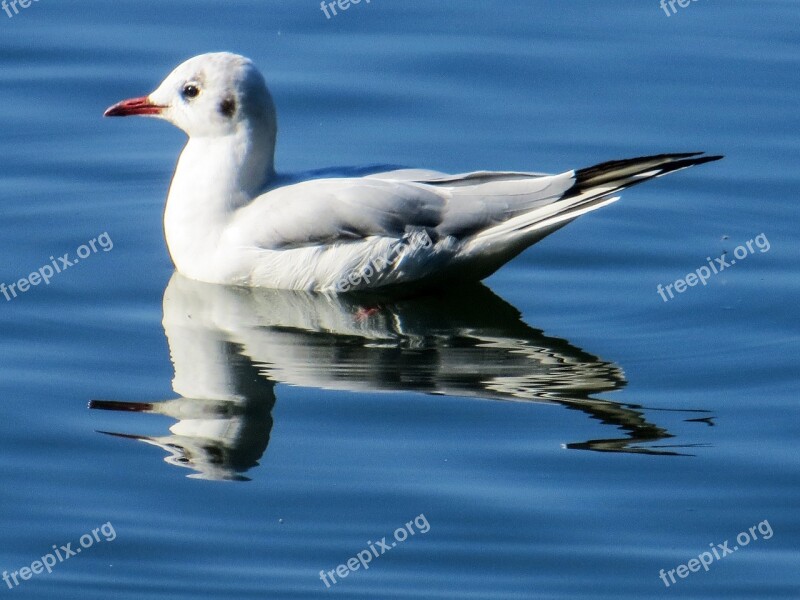 Seagull Bird Animal Free Photos