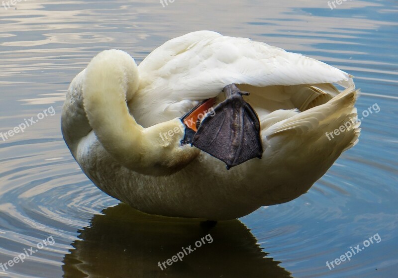 Swan Animal Water Bird Pride Free Photos