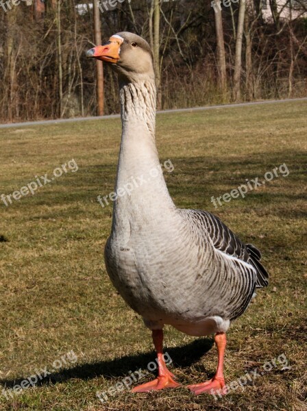 Greylag Goose Animal Goose Water Bird Poultry