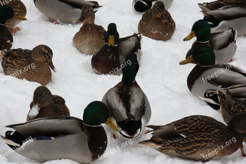 Ducks Animals Bird Water Bird Free Photos