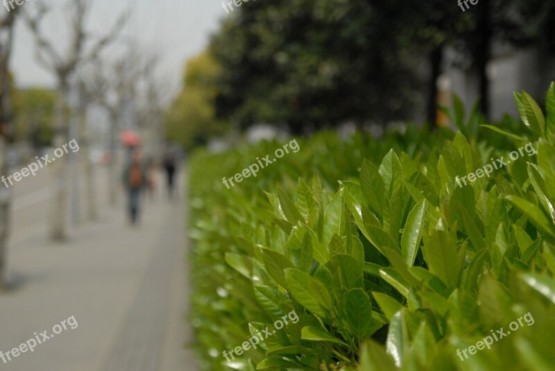 Leaf Park The Scenery China Free Photos