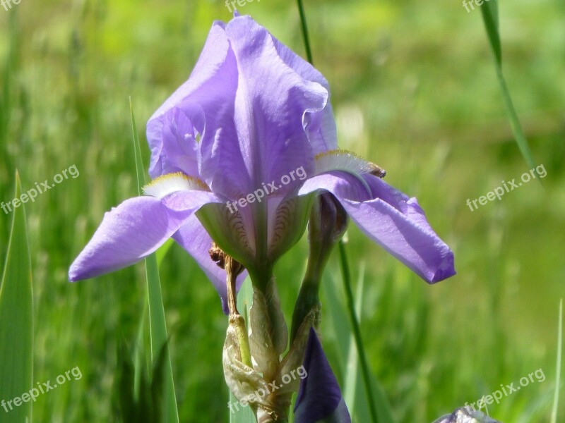 Lily Iris Flower Purple Plant