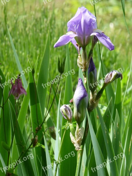 Lily Iris Flower Purple Plant