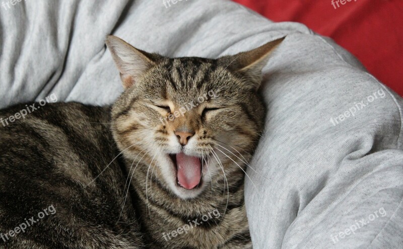 Cat Basket Yawn Cat Face Free Photos