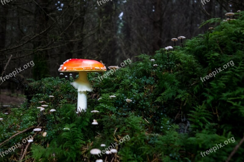 Mushroom Fly Agaric Forest Autumn Leaves