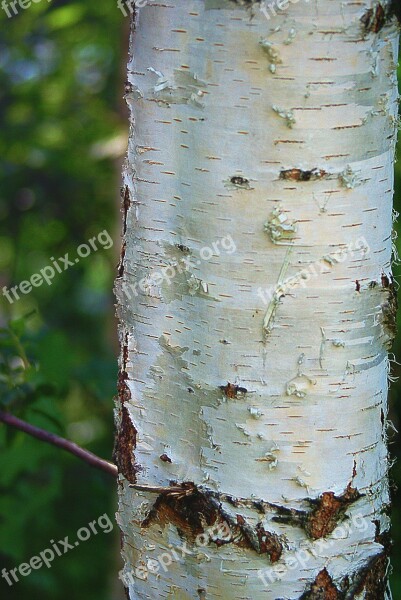 Birch Trunk Birch Trunk The Bark White