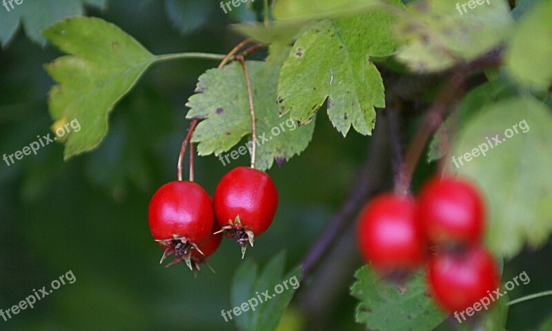 Crataegus Hawthorn Fruit Fruit Red Vegetation