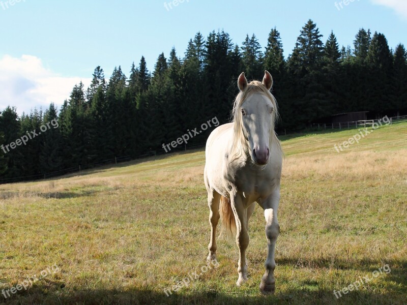 Horse Nature Pen Free Photos