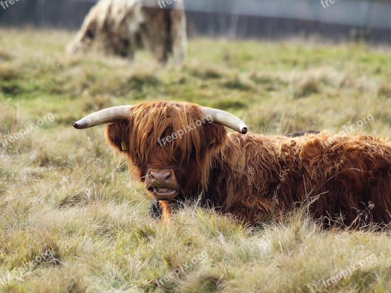 Cow Mountains Nature Free Photos