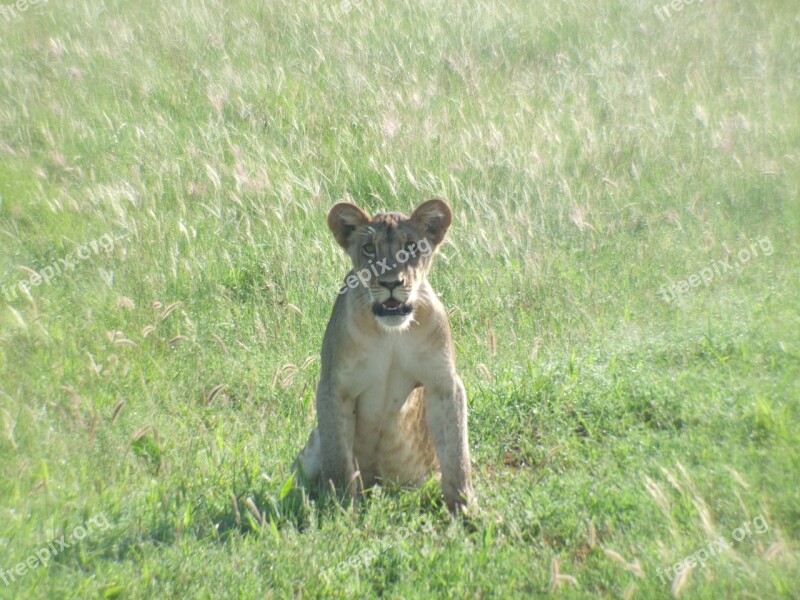 Lion Cub Lion Wildcat Predator Carnivores