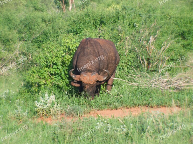 Buffalo Kenya Animal Safri Free Photos