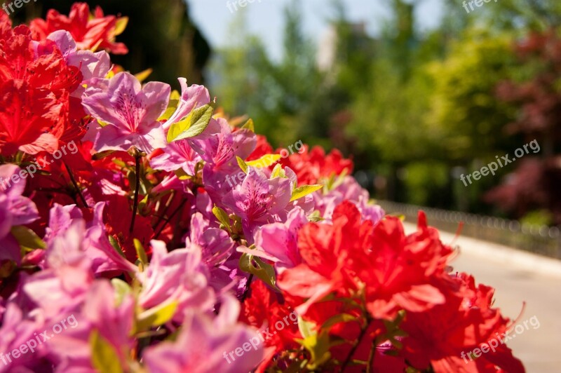 Flowers Nature Scenery Out Of Focus Flower Fair